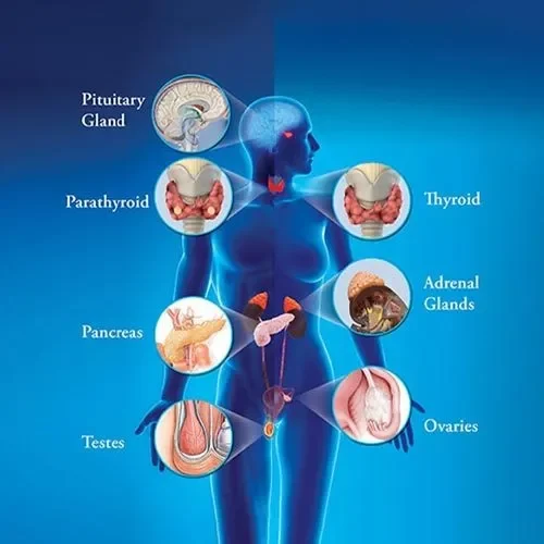 Hormonal Diagram